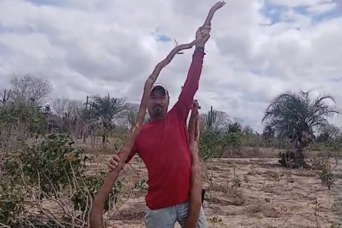 Agricultor colhe mandioca de quase dois metros e meio em Queimadas: “maior que uma pessoa”